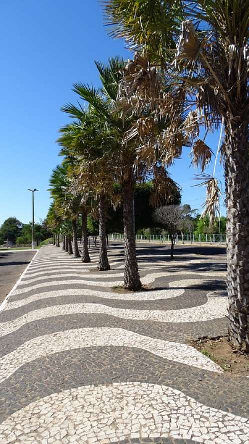 Sidewalk Trees Copacabana