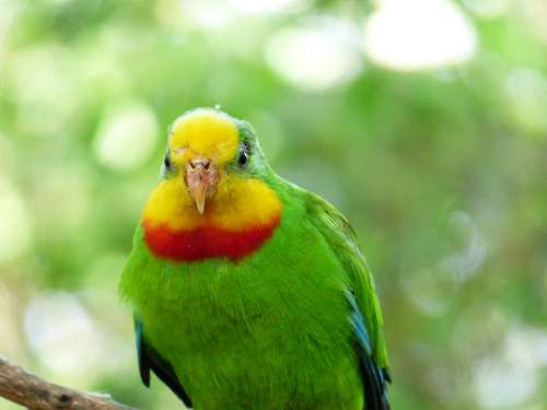 Sign Parakeet Bird Parrot Polytelis Swainsonii