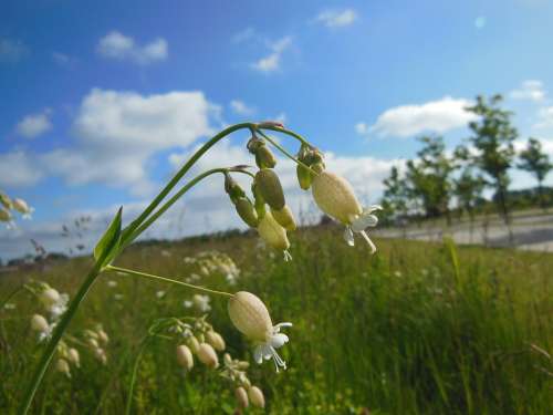 Silene Vulgaris Wild Plants Blooming Close-Up