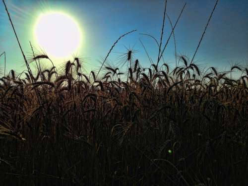 Silhouette Wheat Field Crops Meadow Sun Nature
