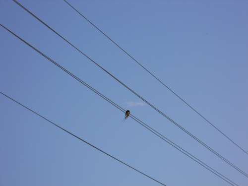 Silhouette Bird Wire Sky Blue Sky Alone Birds