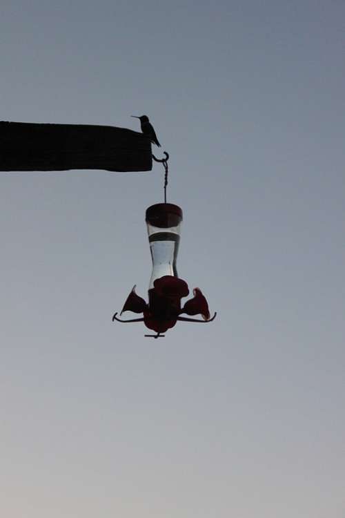 Silhouette Dusk Hummingbird Hummingbird Feeder