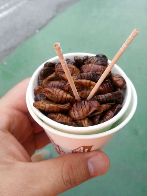 Silkworms Korea Travel