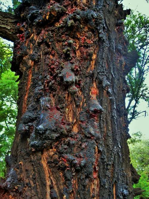 Silver Oak Tree Oak Trunk Resin Hardening Amber