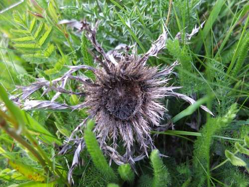 Silver Thistle Meadow Flower Old Dry Prickly