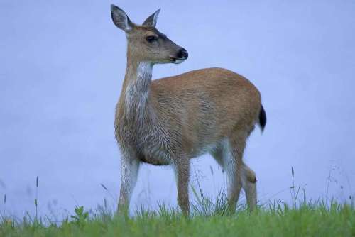 Sitkensis Hemionus Odocoileus Animal Deer Tailed
