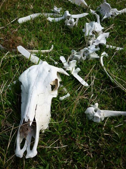 Skeleton Skull Cow Death Farm Cattle Cows