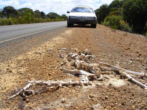 Skeleton Kangaroo Carcass Kangaroo Island Remains