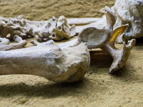Skeleton Bone Femur Museum Bury Dead Skull Death