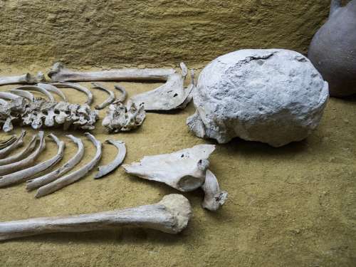 Skeleton Bones Femur Museum Bury Dead Skull