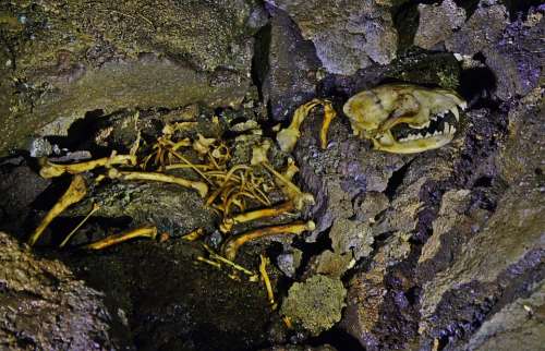 Skeleton Fox Skull Bone Dead