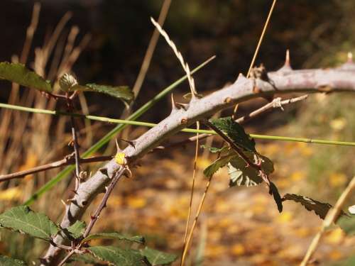 Skewer Thorns Nature Barbed Hawthorn Thorny Plant