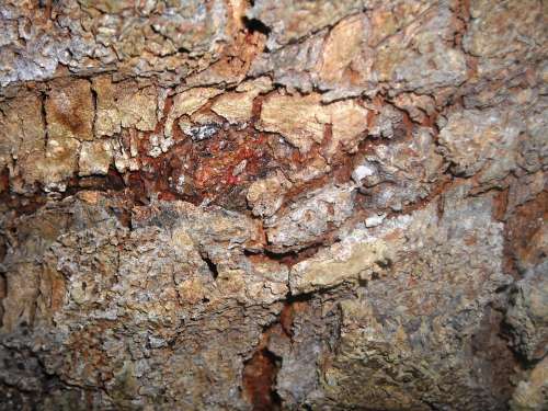 Skin Wood Jackfruit Dry