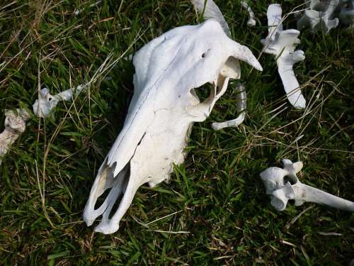 Skull Bones Cow Cattle Death Skeleton
