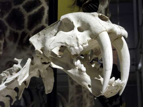 Skull Bone Tiger Vertebrae Death Skeleton Dead