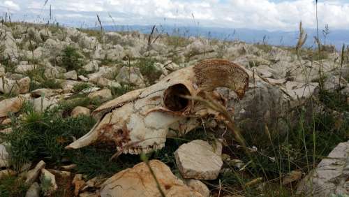 Skull Sheep Skeleton Bones Dead