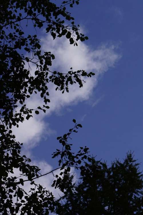 Sky Cloud Blue Silhouette Bright Contrast