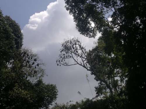 Sky Clouds Trees Bats Ceylon Peradeniya Kandy