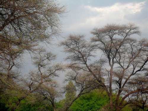 Sky Trees Green Branches Fine Branches Clouds