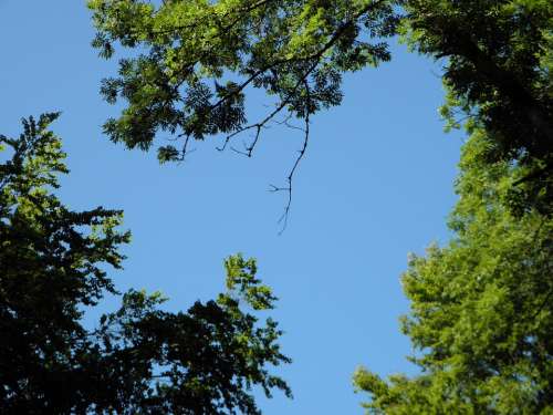Sky Blue Sunbeam Tree Trees Leaves