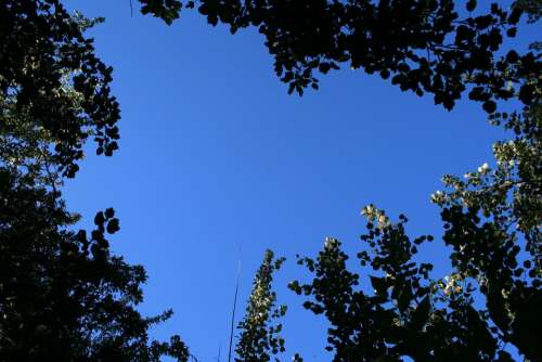 Sky Trees Tree Tops Foliage Poplars Leaves Forest