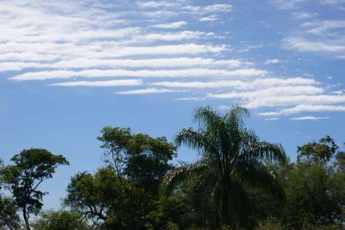 Sky Clouds Jungle Tree Palm Paraguay