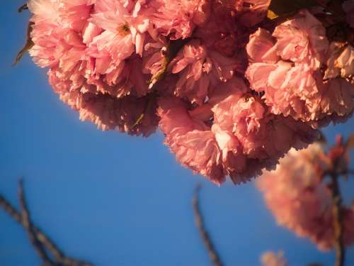 Sky Blue Flower Pink Vintage Blossom Bloom Plant