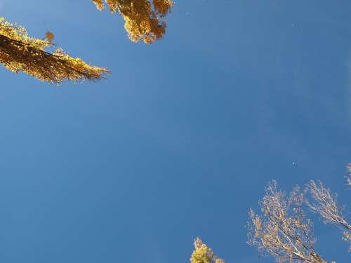 Sky Blue Poplar Nature Look Up Clear