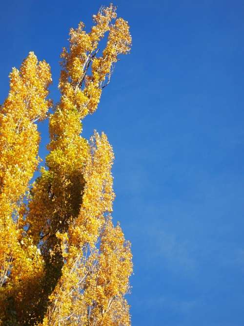 Sky Blue Poplar Nature Look Up Clear Autumn
