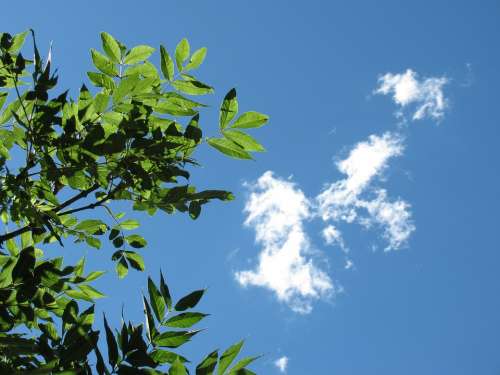 Sky Nature Clouds Leaves Branch Tree Blue