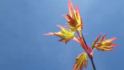 Sky Spring Leaf Purple Maple Japan Nature