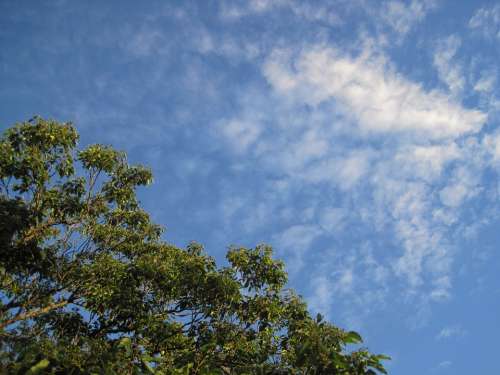 Sky Blue Cloud White Feather Scanty Tree Top