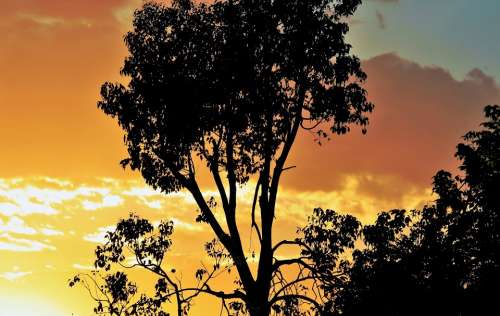 Sky Sunset Cloud Gilt Gold Dark Tree