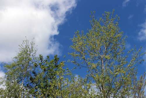 Sky Clouds Blue White Green Trees Branches Cloud