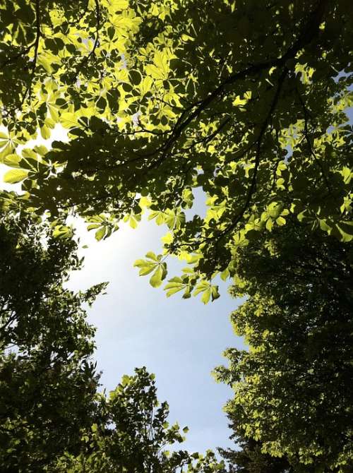 Sky Chestnut Look Chestnut Leaves Leaves Tree