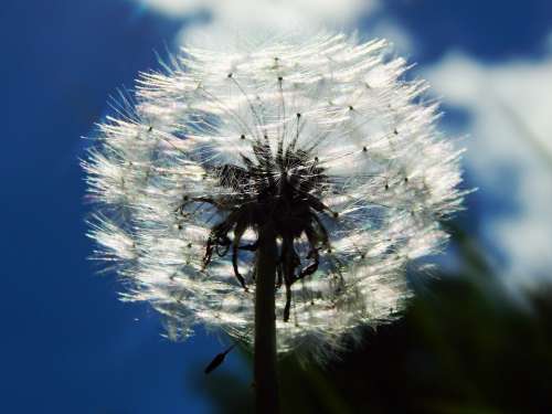 Sky Dandelion Fluff White Macro Spring