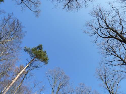 Sky Trees Blue Skyward Glade