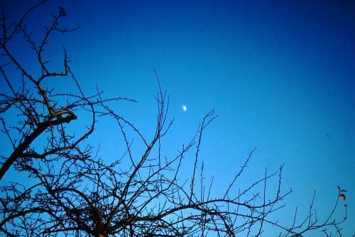 Sky Moon Night Sky Moonlight Tree Mood Blue