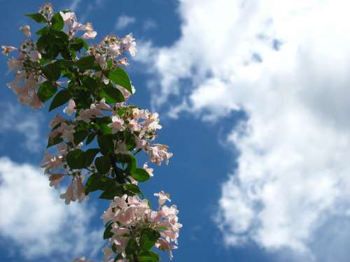 Sky Flower Cloud Nature Spring Season Blossom
