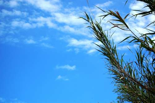 Sky Plant Blue Summer Cloud Breeze