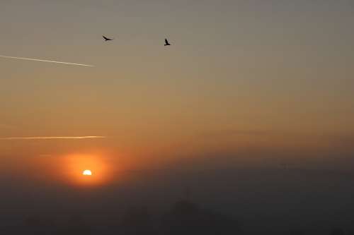 Sky Sun Clouds Fog Morning Birds