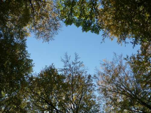 Sky Blue Nature Trees