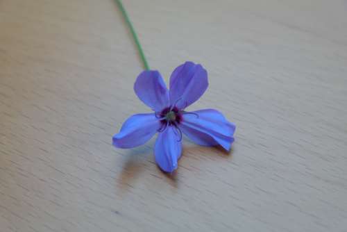 Sky Rose Flower Blossom Bloom Blue Blue Violet