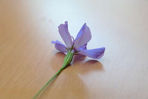 Sky Rose Flower Blossom Bloom Blue Blue Violet