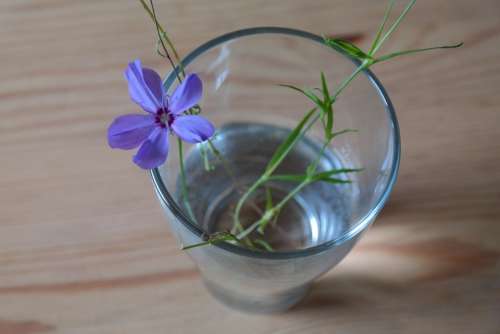Sky Rose Flower Blossom Bloom Glass Vase Blue