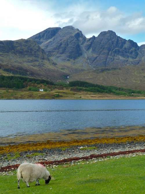 Skye Sheep Mountain Background Summer Sunny