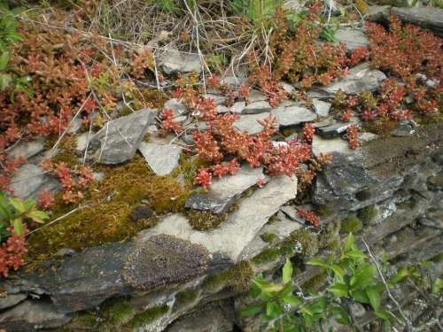 Slate Layer Rock Bemoost Plant Nature