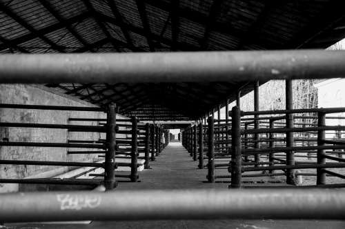 Slaughterhouse Black And White Days Gone By Bars
