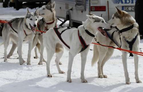 Sled Dog Racing Start Competition Championship