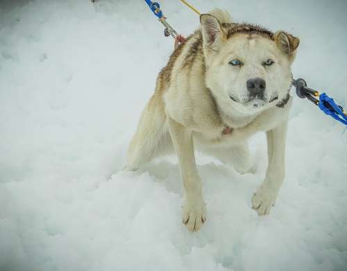 Sled Dogs Alaska Dog Sled Sled Dog Sledding Snow